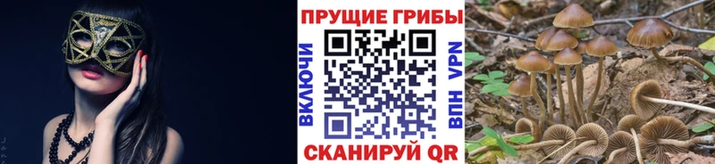 Купить закладки  Бирюсинск  Галлюциногенные грибы Cubensis 